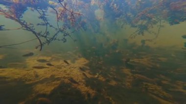 Yavru acı balık sürüsü sığ tatlı su gölünün, boynuzlu su altı su bitkisinin, düşük görülebilirlik suyunun, Lityn 'deki Buher nehrinin, arka plan yüzeyinin yansımasının, biotope aquascape fikrinin tadını çıkarır.