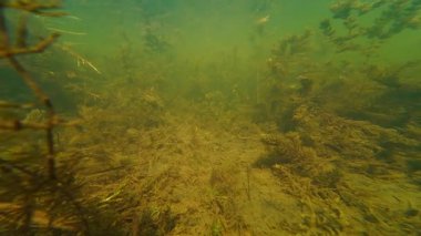 Sığ tatlı su gölündeki hornwort su bitkisi, yavru hamamböceği, Rudd, acı veren balık sürüsü, güneşli arka planda yeşil algler, düşük görüş mesafesi çamurlu su, Lityn 'deki Buher nehri, gizemli su burnu.