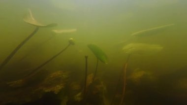 Sel basmış tatlı su akıntısı, sığ habitatta Nuphar lutea su bitkisi, yaprakta alg, yeşil alg oksijenat, düşük görünür besin değeri olan çamurlu su, Demydivka 'da Riv nehri, sualtı gizemi.