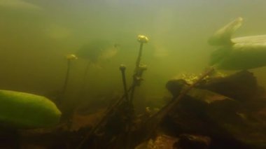 sel basmış Nuphar lutea su çiçeği, sığ tatlı su akıntısı habitatı, alüvyon substrat nehir yatağı, yeşil alg oksijenatı, düşük görüş mesafesi zengin çamurlu su, Demydivka 'daki Riv nehri
