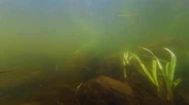 Su basmış tatlı su akıntısı, buruşmuş uzun yapraklı su bitkisi, Nuphar lutea yaprağı sığ habitat, alüvyon taşı nehir yatağı, düşük görünür besin değeri olan çamurlu su Demydivka nehri, sualtı gizemi.