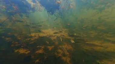 Acı verici, gudgeon balığı sürüsü düşük görülebilirlik suyunda, boynuzlu su altı su bitkisinde, sığ tatlı su gölünde, arka planda ışık yansıması, biotope aquascape fikri Lityn 'de Buher nehrinde güvende hisseder.