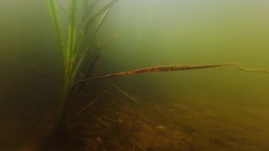 Su basmış bataklık, tatlı su akıntısındaki uzun yapraklı su bitkisi, alüvyonlu nehir yatağı, görünür güneş ışığı, besleyici zengin çamurlu su Demydivka 'daki Riv nehrinde yüzen balıklar, sualtı gizemi.