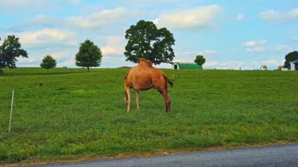 Άποψη Των Καμήλων Βόσκηση Ένα Amish Farm Στην Πενσυλβάνια Μια — Αρχείο Βίντεο