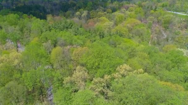 Veduta Aerea Dei Colori Primaverili Una Foresta Con Una Pista — Video Stock