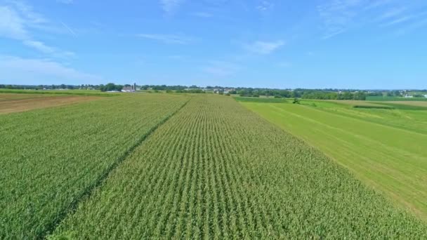 Widok Lotu Ptaka Wzdłuż Rzędów Zielonych Pól Kukurydzy Słoneczny Letni — Wideo stockowe