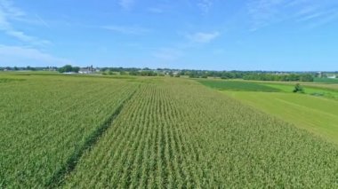 Güneşli bir yaz gününde Yeşil Mısır Tarlalarının Sıraları Boyunca Seyahat Manzarası