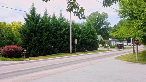 Cavalo Amish Buggy Trotting Country Road Dia Ensolarado Verão — Vídeo de Stock