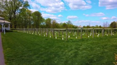 Güneşli bir bahar gününde Genç bir üzüm bağı ve bir çardak manzarası