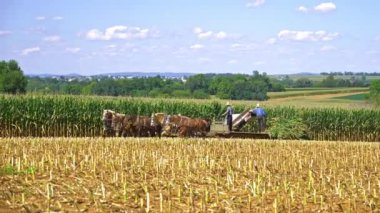 6 At ve Eski Çiftlik Malzemesi Kullanarak Mısır Ürünleri Toplayan Bir Amish Ailesi