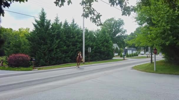 Cavallo Amish Ottiene Sciolto Corre Attraverso Quartiere Giorno Soleggiato — Video Stock