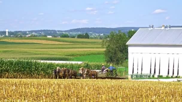 Ronks Pensilvânia Setembro 2020 Uma Colheita Milho Família Amish Usando — Vídeo de Stock