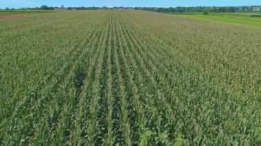 Güneşli bir yaz gününde Yeşil Mısır Tarlalarının Sıraları Boyunca Seyahat Manzarası