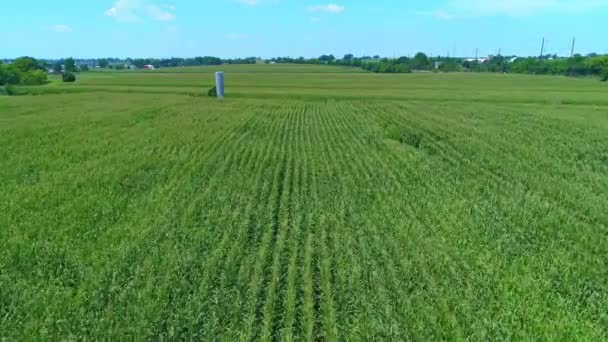 Aerial Close Widok Zielonych Pól Kukurydzy Wierszach Słoneczny Lipcowy Dzień — Wideo stockowe