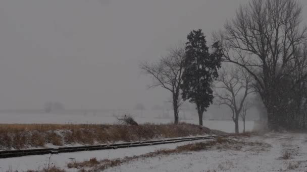 Una Vista Una Tempesta Neve Invernale Con Venti Che Soffiano — Video Stock
