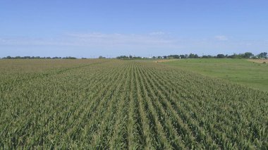 Yeşil Sebze Tarlalarının Hava Görünümü