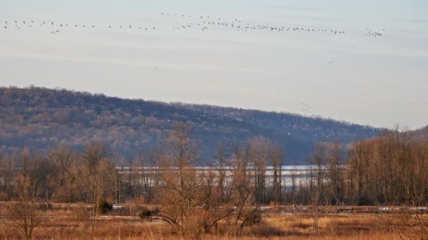 Flocks Snow Geese Migrating North Spring Stop Rest Feed Continuing — Stock Video