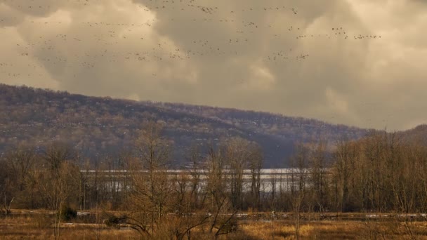 Flocks Snow Geese Migrating North Spring Stop Rest Feed Continuing — Stock Video