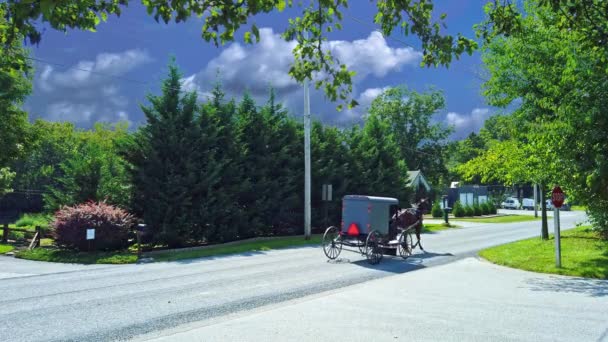 Δύο Άμις Άλογο Και Buggies Trotting Κατά Μήκος Ενός Επαρχιακού — Αρχείο Βίντεο