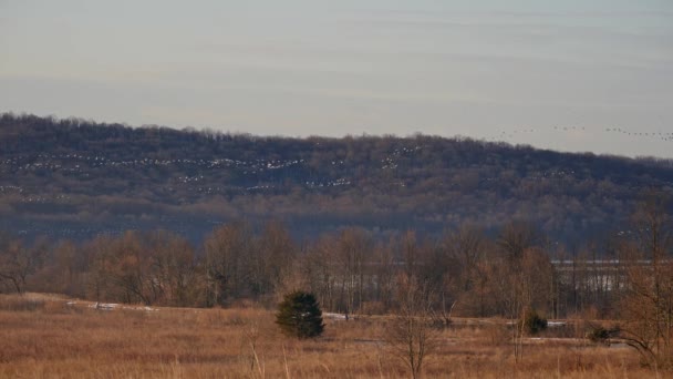 Flocks Snow Geese Migrating North Spring Stop Rest Feed Continuing — Stock Video