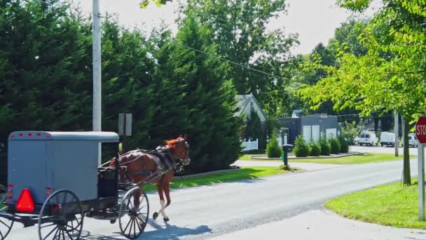 Ένα Άλογο Amish Και Buggy Trotting Ένα Επαρχιακό Δρόμο Μια — Αρχείο Βίντεο