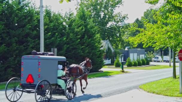 在阳光明媚的日子里 在乡间小径上骑着一匹阿米什骏马和一辆带着一辆女旅行车的小车缓缓前行 — 图库视频影像