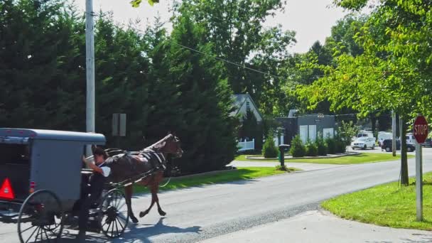 美国宾夕法尼亚州戈登维尔 2020年9月 在一个阳光明媚的日子 在乡间小径上慢行时 一匹阿米什马和一辆带着一名男子的大篷车驶出了大篷车 — 图库视频影像