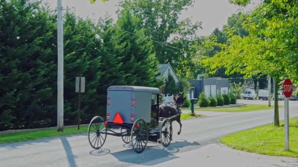 Μια Αργή Κίνηση Άποψη Των Δύο Amish Buggies Trotting Κατά — Αρχείο Βίντεο