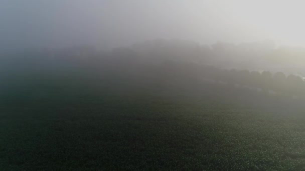 晨雾在农田和玉米地上空沉降的空中景观 — 图库视频影像