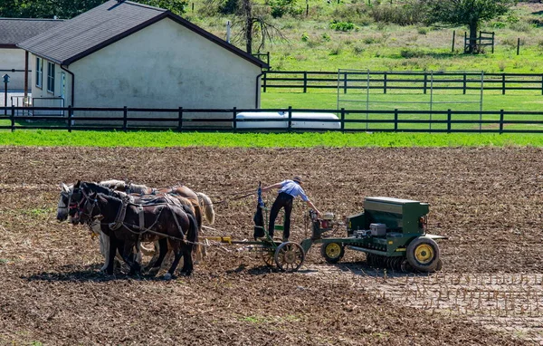 Amish bonde Plowing Field Efter Corn Harvest med 6 Hästar — Stockfoto