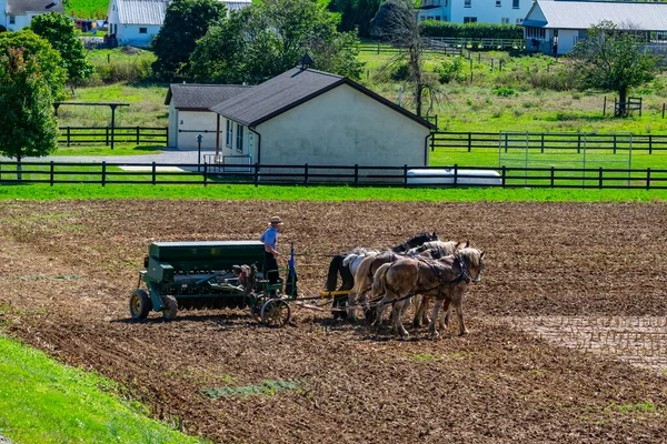 Amish Farmer Plowing Field After Corn Harvest with 6 Horses — Stock Photo, Image