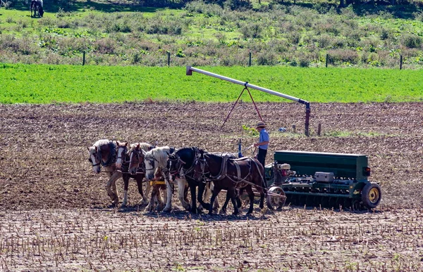 Amish bonde Plowing Field Efter Corn Harvest med 6 Hästar — Stockfoto