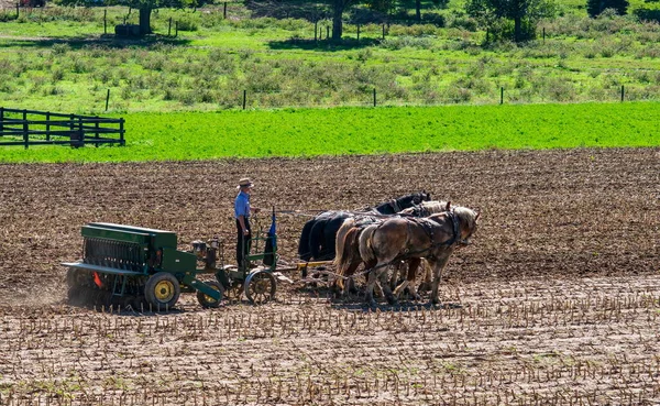 Amish bonde Plowing Field Efter Corn Harvest med 6 Hästar — Stockfoto