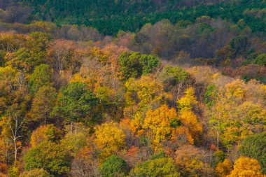 Nehir kenarındaki Ağaçlarda ve Tarlalarda Sonbahar Renkleri