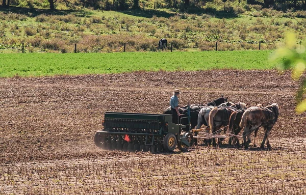 Фермер-амиш пашет поле после сбора кукурузы с шестью лошадьми — стоковое фото