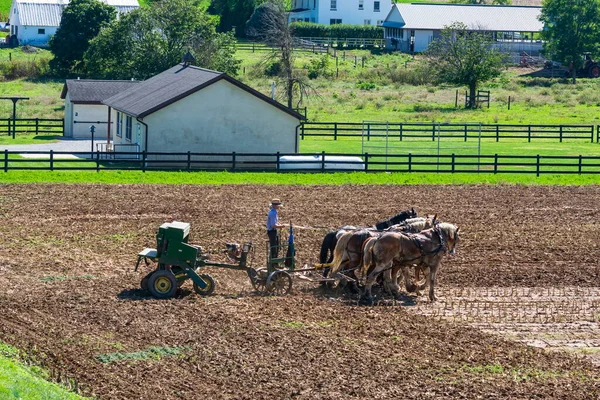 Άμις αγρότης όργωμα τομέα μετά τη συγκομιδή καλαμποκιού με 6 άλογα — Φωτογραφία Αρχείου