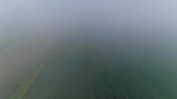 Una Vista Aérea Una Niebla Temprano Mañana Que Asienta Sobre — Vídeo de stock