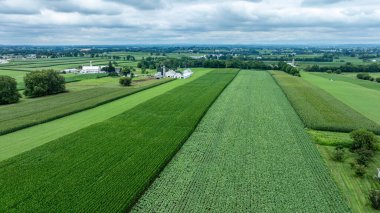 Yeşilin çeşitli tonlarını gözler önüne seren yemyeşil alanlar. Kırsal binalar ekinlerin arasındaki manzarayı noktalıyor, bulutlu bir ortamda tarımsal yaşamı vurguluyor..