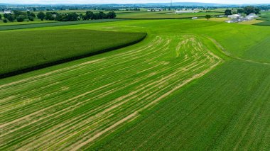 Sakin bir kırsal alanda, yuvarlanan yeşil alanlar açık mavi gökyüzünün altında uzanıyor. Manzara, yaz mevsiminde tarımın güzelliğini gösteren düzgünce düzenlenmiş ekinlere sahip..