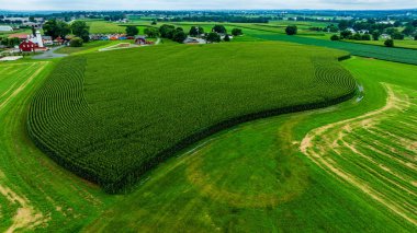 Yeşil tarlalar ve sakin kırsal alanlarla çevrili canlı bir mısır tarlası araziye hükmediyor. Yakınlarda, çiftlik binaları ve ağaçlar huzurlu kırsal manzaraya cazibe katıyor..