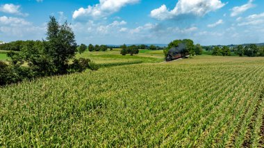 Kaliteli bir buhar treni, yemyeşil ve açık mavi gökyüzü ile çevrili geniş mısır tarlalarında yavaşça hareket ederek, görkemli bir kırsal alan yaratır..