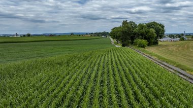 Yeşillik mısır tarlaları, canlı yeşil bir halı oluşturarak tarlaları kaplıyor. Kırsal evler ve bulutlu bir gökyüzünün altındaki ağaçların karışımıyla çerçevelenmiş, dolambaçlı toprak bir yol arazide ilerliyor..