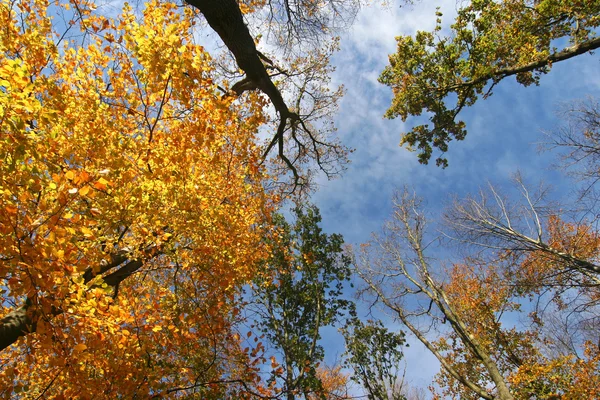 Autumn Trees and blue sky — Stock Photo, Image