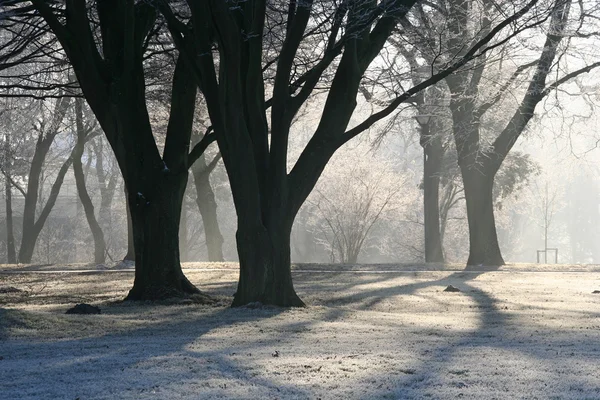 Parkta ağaçların kış sabahı — Stok fotoğraf