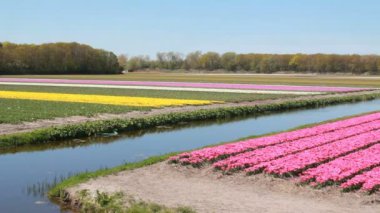 Hillegom, Hollanda yakınlarındaki çiçek tarlaları