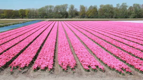 Campos de flores perto de Hillegom, Holanda — Vídeo de Stock