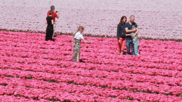 Toeristen in een veld met roze tulpen in Holland — Stockvideo