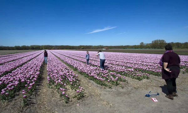 Tourists in the flower fields in Holland — Stock Photo, Image