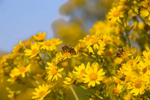 Bees Yellow Flowers Spring — Stock Photo, Image