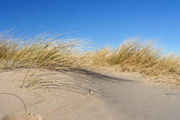 Dune Grass Beach — Stock Photo, Image